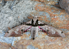 Adhemarius gannascus