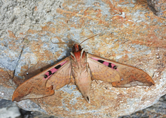 Adhemarius gannascus