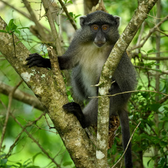 Cercopithecus mitis