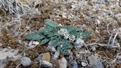 Vesper purpurascens