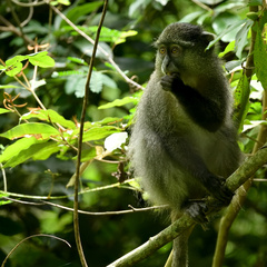Cercopithecus mitis
