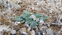 Vesper purpurascens