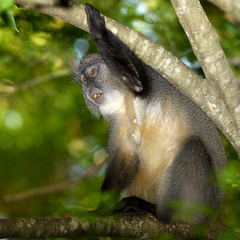 Cercopithecus mitis