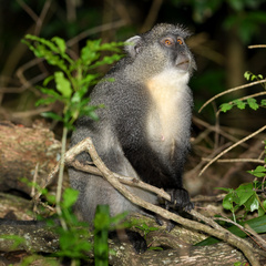 Cercopithecus mitis