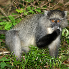 Cercopithecus mitis