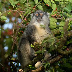 Cercopithecus mitis