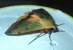 Ophiusa tirhaca