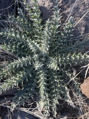 Cirsium ochrocentrum