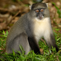 Cercopithecus mitis
