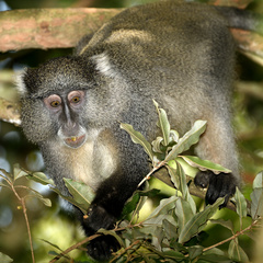 Cercopithecus mitis