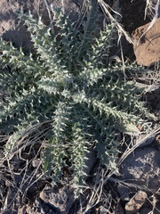 Cirsium ochrocentrum