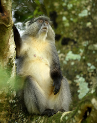 Cercopithecus mitis
