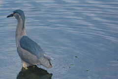 Nycticorax nycticorax