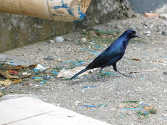 Molothrus bonariensis