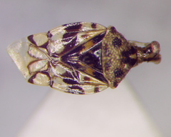 Stethoconus