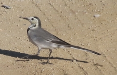 Motacilla alba