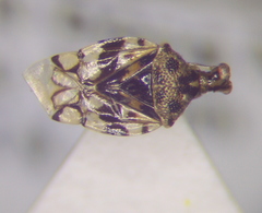 Stethoconus
