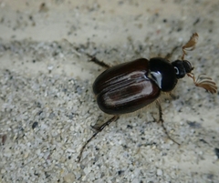 Elaphocera dilatata