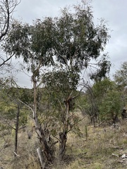 Eucalyptus viminalis viminalis