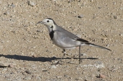 Motacilla alba