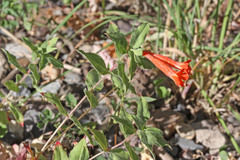 Epilobium canum garrettii