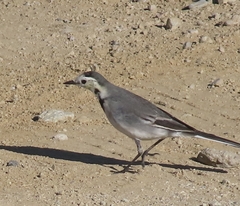 Motacilla alba