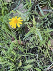 Senecio californicus