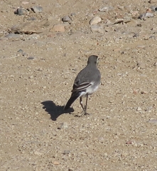 Motacilla alba