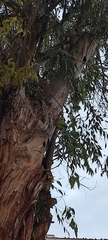Psittacula krameri