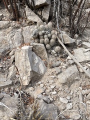 Escobaria emskoetteriana