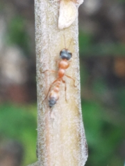 Pseudomyrmex gracilis