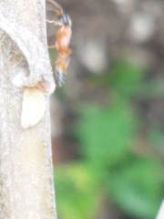 Pseudomyrmex gracilis