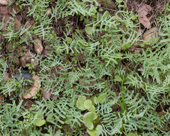 Pholistoma membranaceum