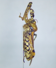Cosmolestes