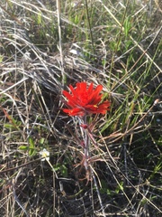 Castilleja coccinea