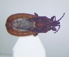 Mezirinae