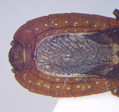 Mezirinae