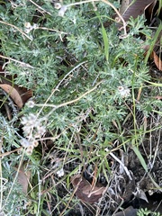 Eriophyllum confertiflorum