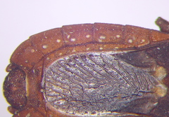 Mezirinae