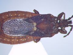 Mezirinae