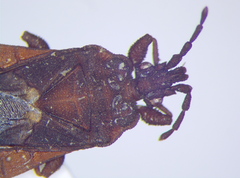 Mezirinae
