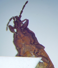 Mezirinae