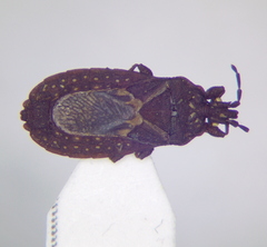 Mezirinae