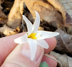 Erythronium