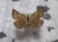 Phytometra viridaria