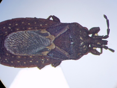 Mezirinae