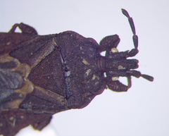 Mezirinae