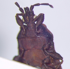 Mezirinae