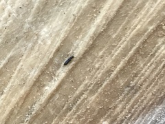 Thoracophorus costalis