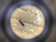 Thoracophorus costalis
